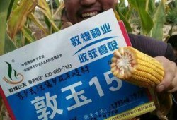 敦煌种业最新爆料消息,揭秘农业科技新突破与市场动态