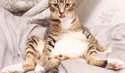 左公子猫密圈最新爆料,揭秘娱乐圈最新动态