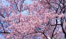 樱花校园最新版爆料,全新功能与惊喜等你探索